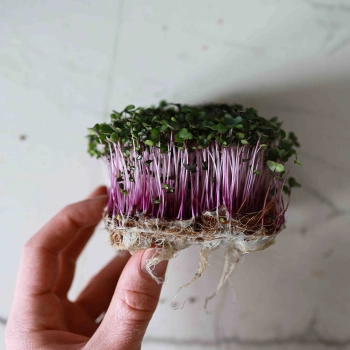 Cabbage Red Microgreens-9589.jpg