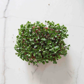 Cabbage Red Microgreens-9584.jpg