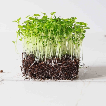 Celery Microgreens-9531.jpg