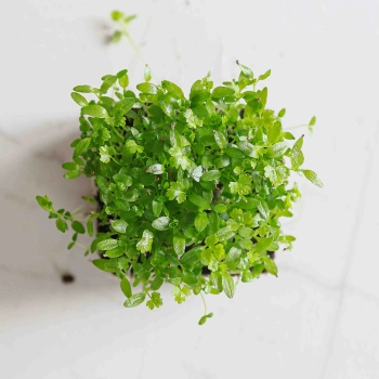 Celery Microgreens-9546.jpg