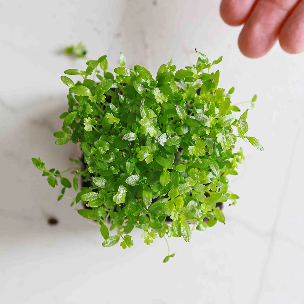 Celery Microgreens-9549.jpg