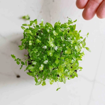Celery Microgreens-9549.jpg
