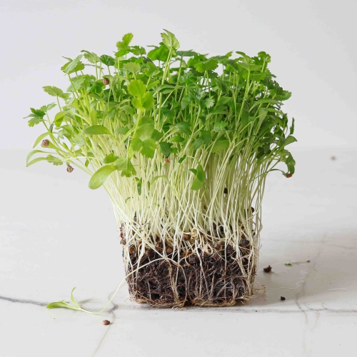 Cilantro-Split-Microgreensseeds