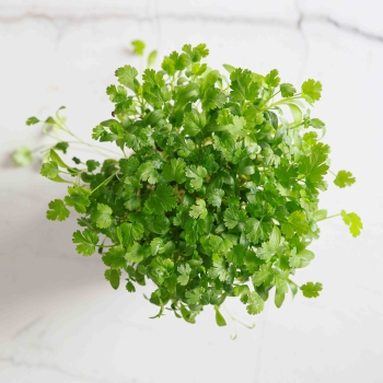 Cilantro Microgreens-9568.jpg