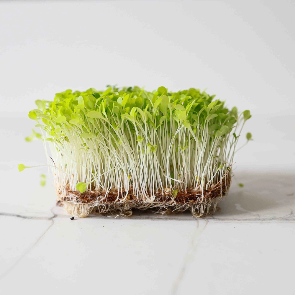 Lettuce Microgreens-9509.jpg
