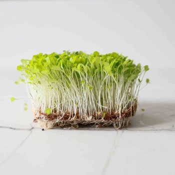 Lettuce Microgreens-9509.jpg