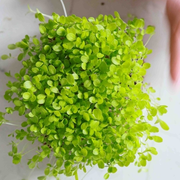 Lettuce Microgreens-9575.jpg