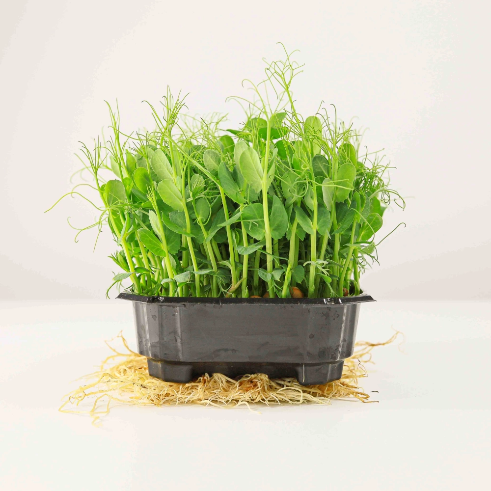 Pea Taiga Microgreens.jpg