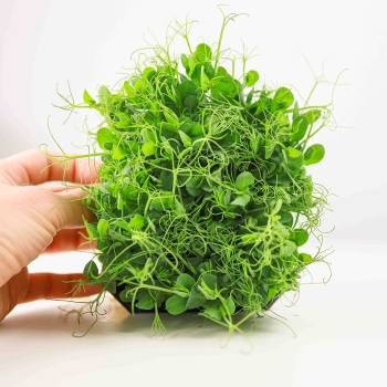 Pea Taiga-Microgreens-Shoots.jpg