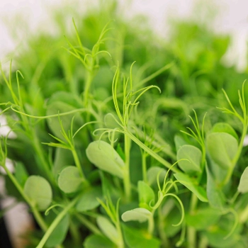 Pea Taiga-Tendrills.jpg