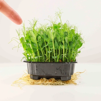 Pea Taiga-Shoots.jpg