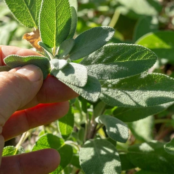 sage-micro-leaves.jpg