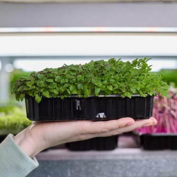 lemon-balm- microgreens.jpg