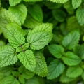 lemon-balm- microgreens-leaves.jpg