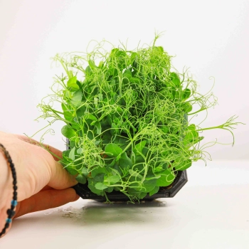 Pea, Frilly Microgreens seeds