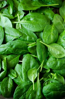 spinach-lorelay-leaves.jpg
