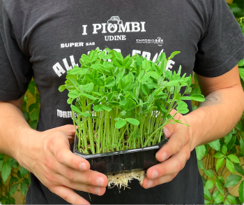 pea-dunn-microgreens.png