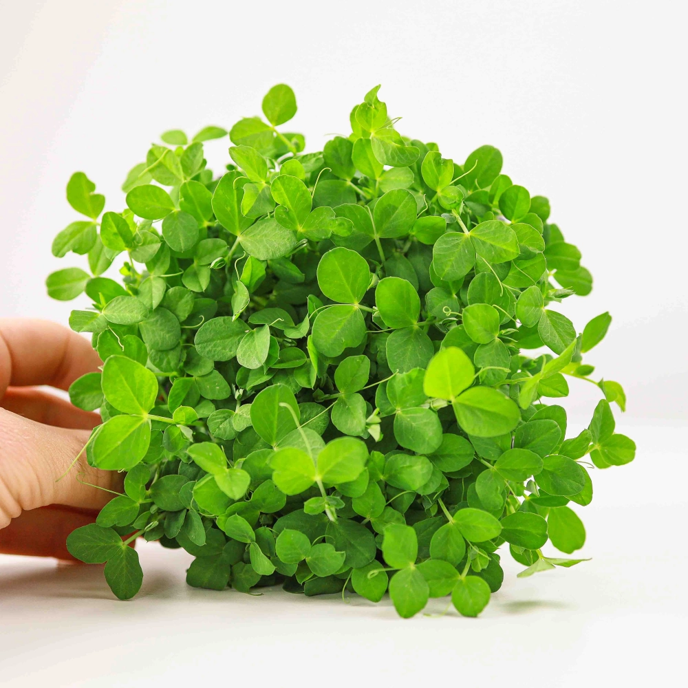 Pea-Salad-Microgreens.jpg