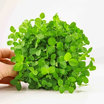 Pea-Salad-Microgreens.jpg