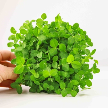 Pea Dunn microgreens seeds 