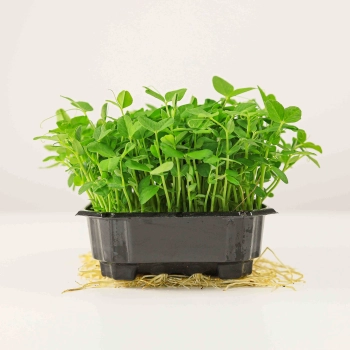 Pea-Salad-Shoots.jpg