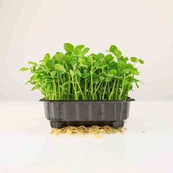 Pea Salad Microgreens Shoots.jpg