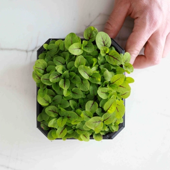 Microgreens Herbs Seeds-0358.jpg