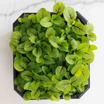 Microgreens Herbs Seeds-0360.jpg