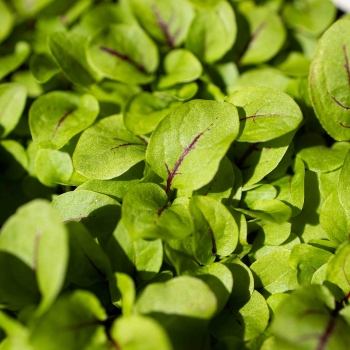 Microgreens Herbs Seeds-0498.jpg