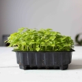 Microgreens Herbs Seeds-0437.jpg