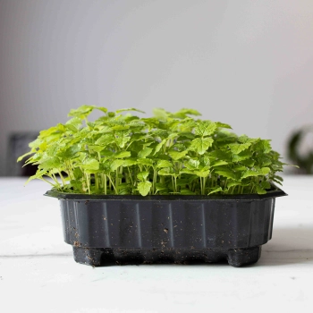 Microgreens Herbs Seeds-0437.jpg