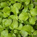Microgreens Herbs Seeds-0503.jpg