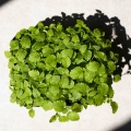 Microgreens Herbs Seeds-0484.jpg