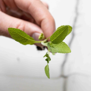 Sage Microgreens Seeds-0424.jpg