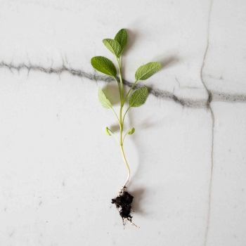 Sage Microgreens  -0384.jpg