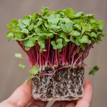 radish pink