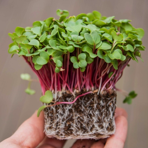 Produktbild von SPERLI BIO Microgreen-Pads Radieschen – Anzuchtpad Mit Bio-Saatgut – Erntereif In 6–8 Tagen – Würzig-scharfer Geschmack – Ganzjährig – Für Microgreen-Box