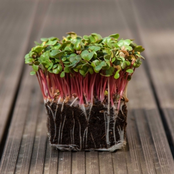 radish pink microgreens