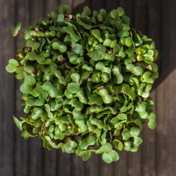 radish pink microgreens leaves