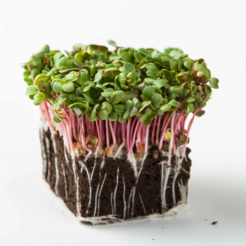 radish pink microgreens wit roots