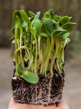 Sunflower-Big-Organic-microgreens-on-soil
