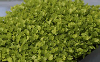 Celery microgreens