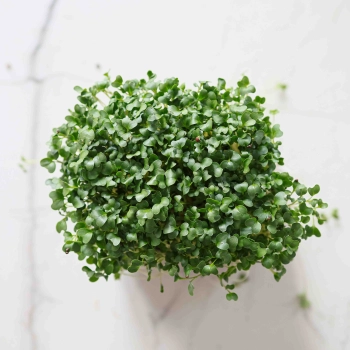 broccoli-calabrese-organic-microgreens.jpg