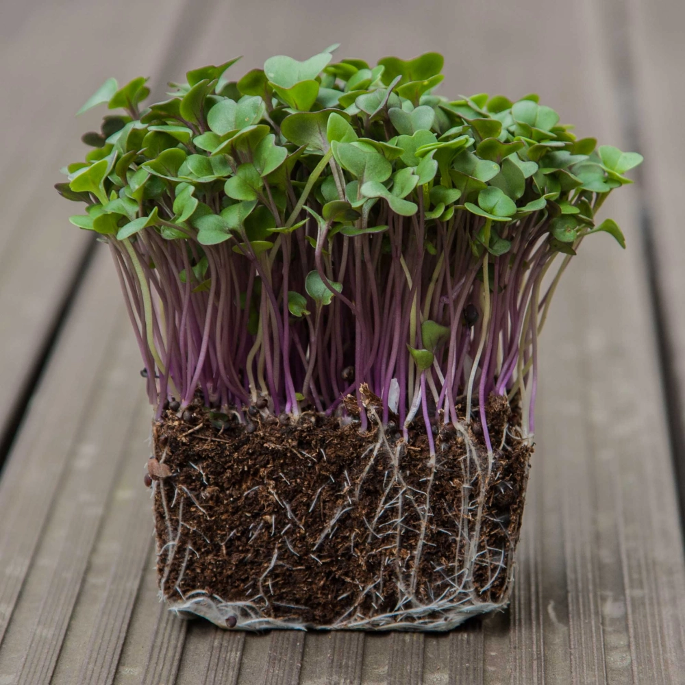 organic-kohlrabi-red-microgreens-plant-cross-section