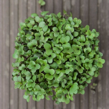 organic kohlrabi microgreens leaves