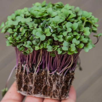 organic kohlrabi microgreens with roots held in hand