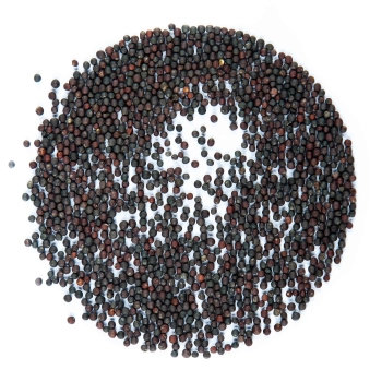 organic kohlrabi red microgreens seeds