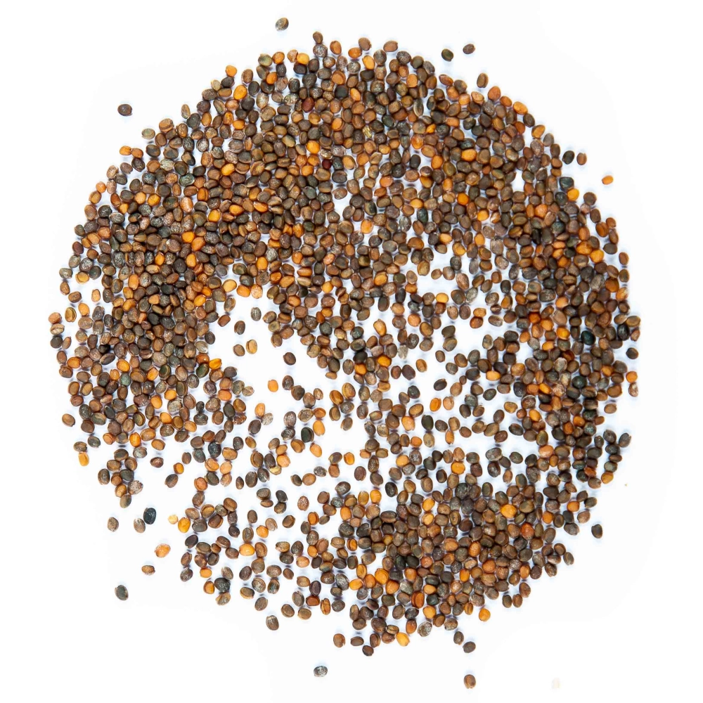 arugula-organic-seeds