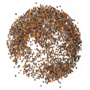 arugula-organic-seeds