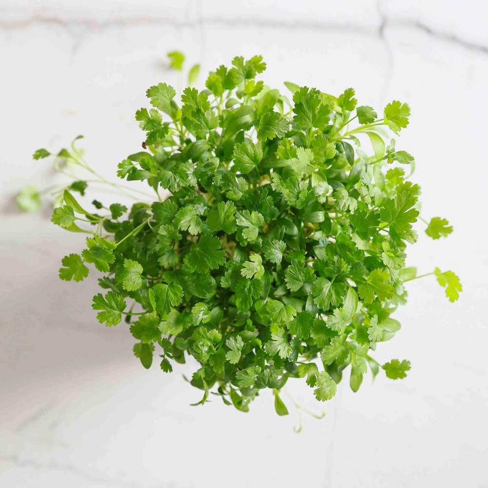 Cilantro Microgreens Organic.jpg